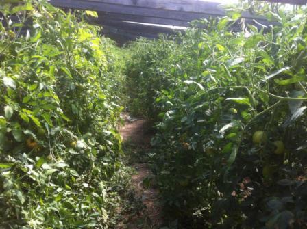 Семья Медянниковых занимается овощеводством